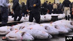 Тунец, які выкарыстоўваюць у гатаваньні сушы