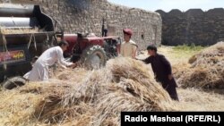 سږ کال په خوست کې د غنمو حاصلات لږ دي