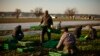 Germania ridică restricțiile impuse lucrătorilor sezonieri din agricultură