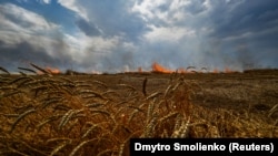 Площадь земель с утраченными посевами может возрасти до 80 тысяч гектаров