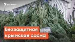 Крым не защитит крымскую сосну | Радио Крым.Реалии
