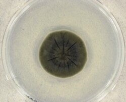 Cladosporium sphaerospermum – тот самый чернобыльский грибок – в чашке Петри