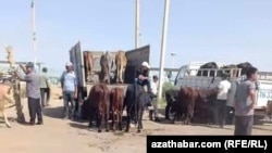 Hor dx\en mallar. Arhir suraty.