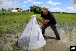 Apele stătute din Zanzibar sunt un incubator perfect pentru țânțarii care transmit malaria.