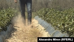 Membrii clanului din Timișoara au susținut că fac agricultură ecologică și că au livezi de meri și prune, potrivit anchetei Departamentului Național Anticorupție.