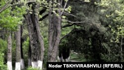 Высаженный несколько десятков лет назад Дигомский лесопарк из–за реликтовых пород деревьев был внесен в Красную книгу Грузии