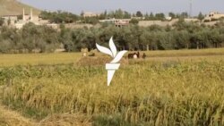 د پکتیا د شولو کروندګر د ښه حاصلاتو له امله خوښ دي