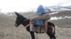 'Donkey Ambulance' Rides To The Rescue Of Afghan Women In Labor