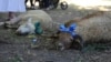 Aqmescitte Qurban Bayramınıñ birinci künü (video)