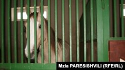 В грузинском обществе иметь дорогого коня, быть хорошим наездником – это и по сей день своего рода демонстрация благополучия и бережного отношения к традициям