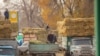 "Чөп жок, малды саттык". Элетте тоют тартыш